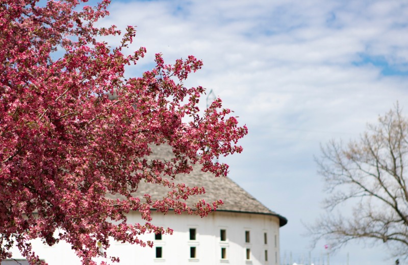 Lake Michigan Vacation: A spring tree blooms along Lake Michigan.