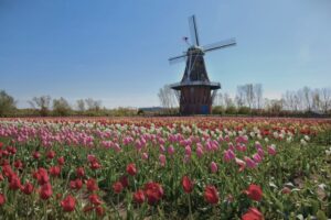 Tulip Time Holland, Michigan: A field of tulips blossoms with a windmill in the background amid clear a clear summer sky.