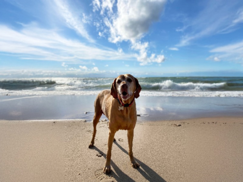 Dog-Friendly Vacations: A pretty senior dog smiles while standing on the shoreline of Lake Michigan.